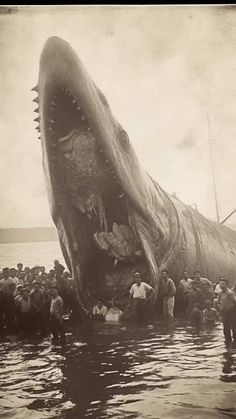 a large shark is in the water with people around it