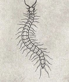 a black and white drawing of a caterpillar