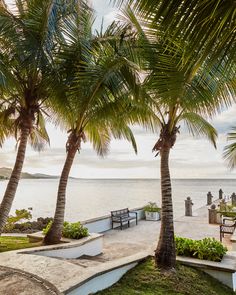 palm trees and benches on the shore line