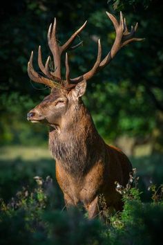 a deer with large antlers standing in tall grass