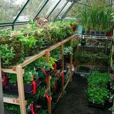 a greenhouse filled with lots of green plants and potted plants in it's shelves