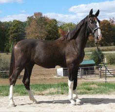 a brown horse standing on top of a dirt field