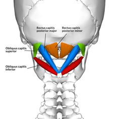 an image of the neck and bones