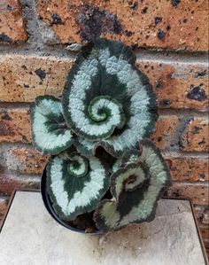 a small potted plant with green and white leaves in front of a brick wall