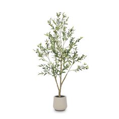 an olive tree in a pot on a white background