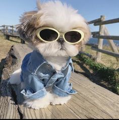 a small white dog wearing sunglasses and denim jacket sitting on a wooden bench next to the ocean