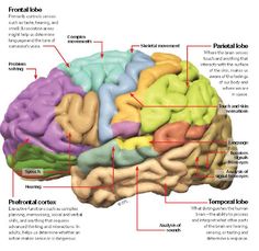 the human brain is labeled with labels for each part of its structure and functions in it