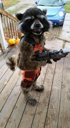 Rocket Raccoon Costume, Raccoon Costume, Anime Festival, Halloween Infantil, School Halloween Party, Rocket Raccoon, Fantasias Halloween, Mötley Crüe, Amazing Cosplay