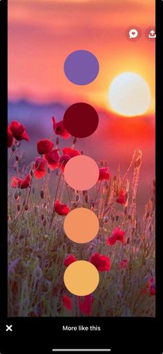 the sun is setting and there are many different colors in the photo, including red flowers