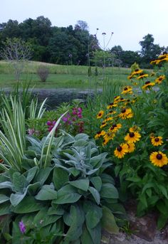 many different types of flowers in a garden