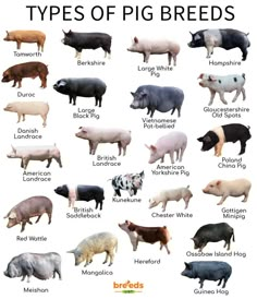 different types of pig breeds and their names