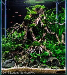 an aquarium filled with lots of green plants and fish in it's tank,