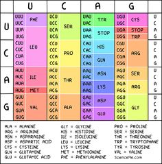 a table that has different types of words and numbers in each column, including the names