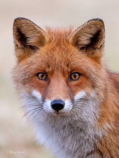 a close up of a red fox looking at the camera