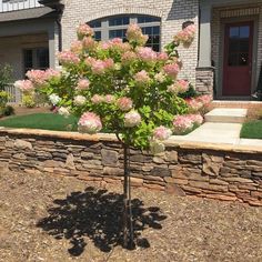 a tree with pink flowers in front of a house