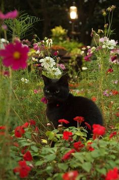 a black cat sitting in the middle of flowers