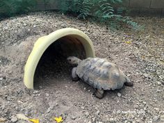 a tortoise crawling out of a tunnel in the dirt