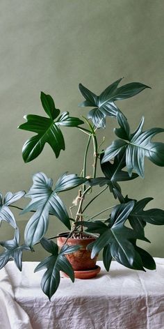 a potted plant sitting on top of a table