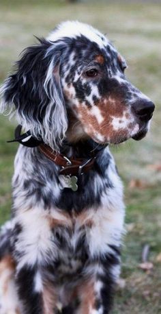 a dog that is sitting in the grass