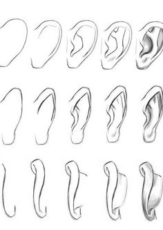 an image of different types of ears in the form of earbones on a white background