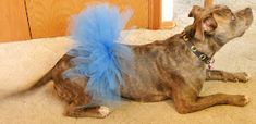 a dog wearing a blue tutu sitting on the floor