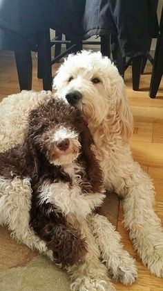 a dog is laying on the floor with its head on another dog's chest