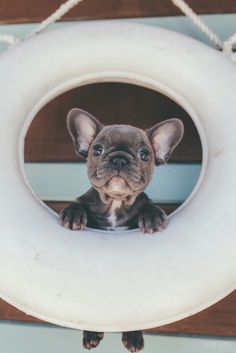 a small dog is hanging on a rope with a white ring around it's neck