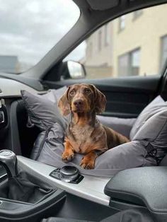 a dog sitting in the driver's seat of a car