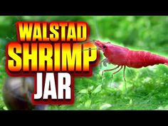 a red insect with the words walstad shrimp jar on it's back ground