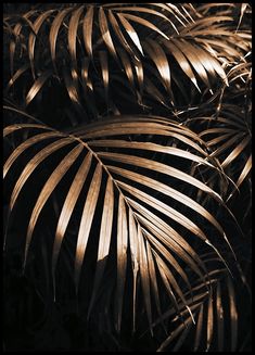 closeup of palm leaves in the dark with light coming from behind them on a black and white background