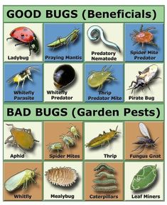 an image of bugs and insects that are in the garden with caption for good bugs beneficials