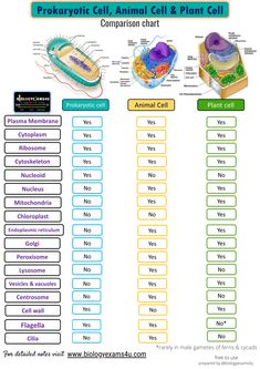 an animal cell and plant cell worksheet is shown in this diagram, which shows the