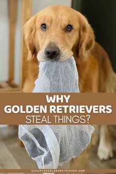 a dog holding a mesh bag with the words why golden retrievers steal things?