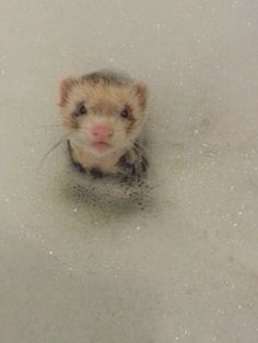 a ferret is sitting in the middle of some water and looking up at the camera