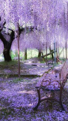 a bench sitting under a tree filled with purple flowers