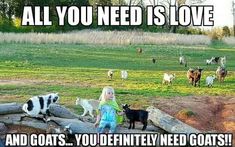 Oberhasli Goats, Goat Meme, Goat Quote, Farm Jokes, Totes Ma Goats, Pygmy Goats, Farm Humor, Cute Goat, Pet Goat