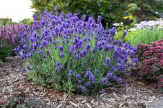 purple flowers are blooming in the garden