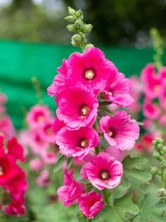 pink flowers are blooming in the garden