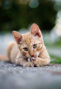 an orange cat laying on the ground with it's paw in its mouth and looking at the camera