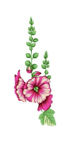 pink flowers with green leaves on a white background