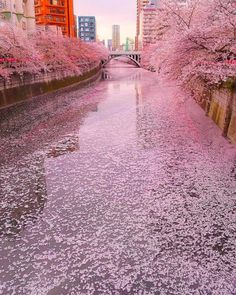 pink flowers are blooming on the trees along this river in an urban area with high rise buildings