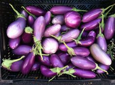 purple eggplant sitting in a basket on the ground