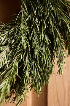 a close up of some green leaves on a plant hanging from a wooden door handle