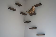 a cat sitting on top of wooden shelves in a room with white walls and wood flooring