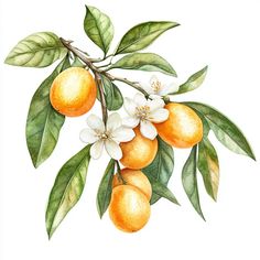 Watercolor illustration of a kumquat tree branch with fragrant flowers, featuring vibrant orange and green hues, isolated on a clean white background. Aesthetic botanical art. Lemon Artwork, Small Business Items, Lemon Blossoms, Botanical Wall Decor, Fruit Flowers, Fruit Illustration, Blossoms Art, Watercolor Images, Floral Poster