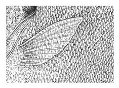 an ink drawing of a large fish with many words on it's back side