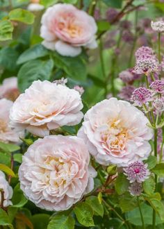 pink flowers are blooming in the garden with green leaves and purple flowers around them