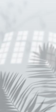 the shadow of a palm tree leaves on a white and gray background with light coming through it