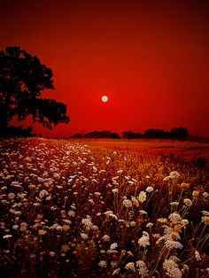 the sun is setting over a field full of wildflowers