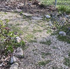 a cat sitting on top of a patch of grass next to a fence and rocks